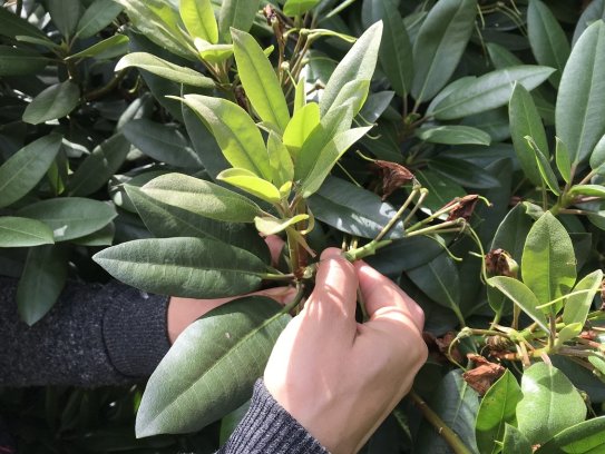 Pielęgnacja roślin, usówanie przekwitniętych kwiatostanów rododendrona