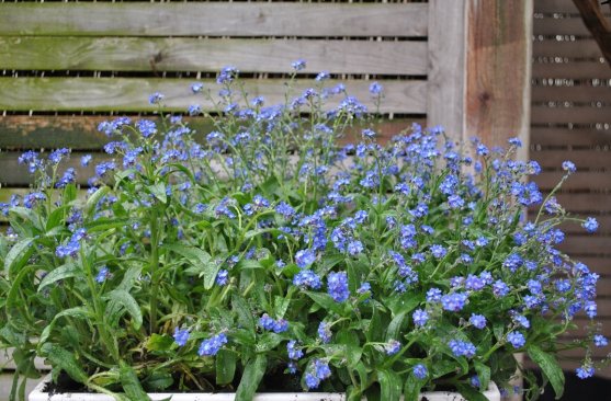 Niezapominajki - kwiaty wiosenne do doniczek na półcienisty balkon