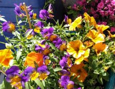 kwiaty jednoroczne w donicach