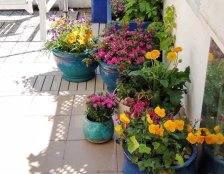 wiosenne kwiaty jednoroczne na tarasie