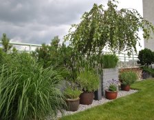 trawy ozdobne na dachu