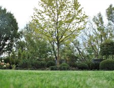 ogród minimalistyczny