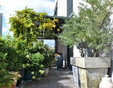 drzewa na tarasie Warszawa