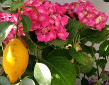 rosliny na sloneczny balkon