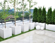 drzewa w dużych donicach