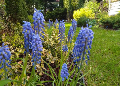 wąski ogródek przy segmencie