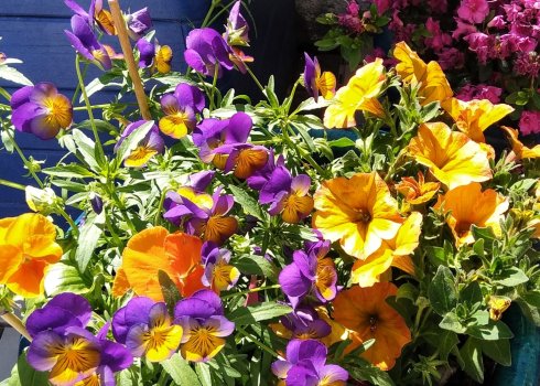 taras ubrany w kolor