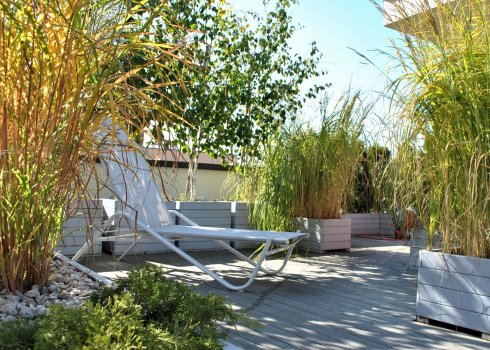 taras w cieniu brzóz