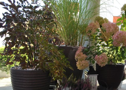 taras w cieniu brzóz