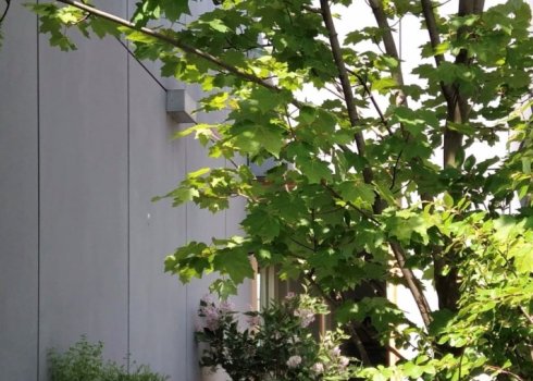 balkon z dużym drzewem