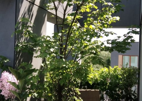 balkon z dużym drzewem