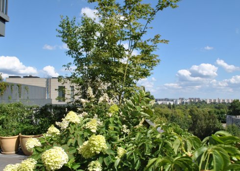 taras jako miejska oaza