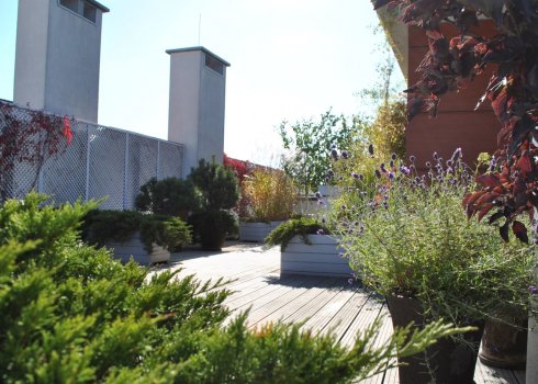 taras w cieniu brzóz