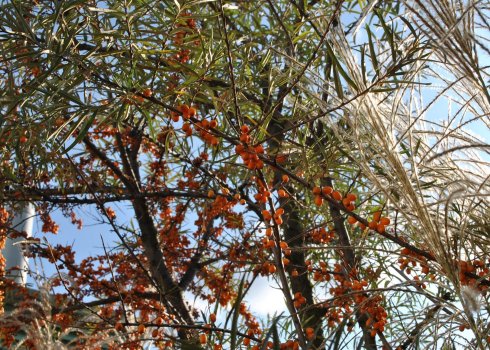 taras w nadmorskich klimatach