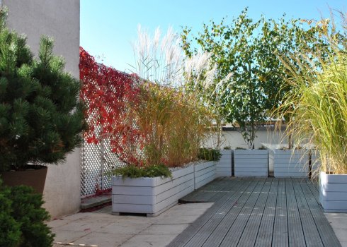 taras w cieniu brzóz