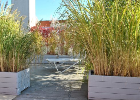 taras w cieniu brzóz