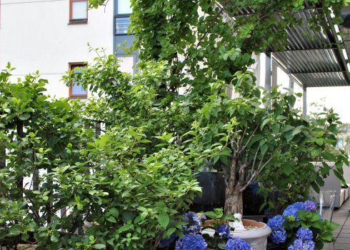 taras jako miejska oaza