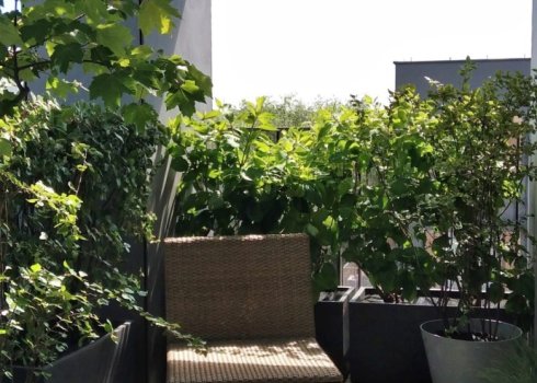 balkon z dużym drzewem