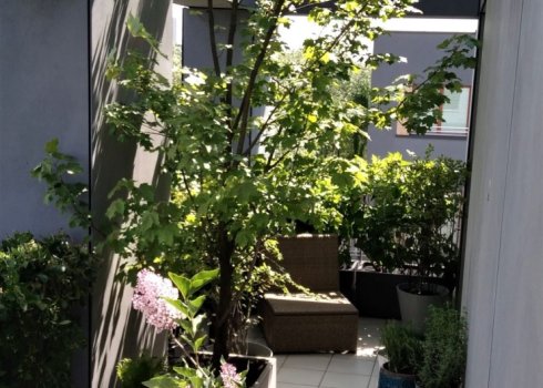 balkon z dużym drzewem