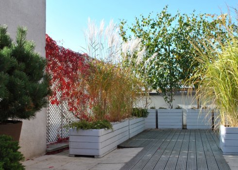 taras w cieniu brzóz