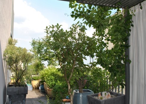 taras jako miejska oaza