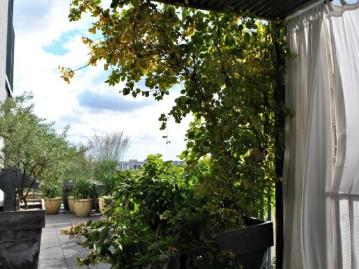 taras jako miejska oaza